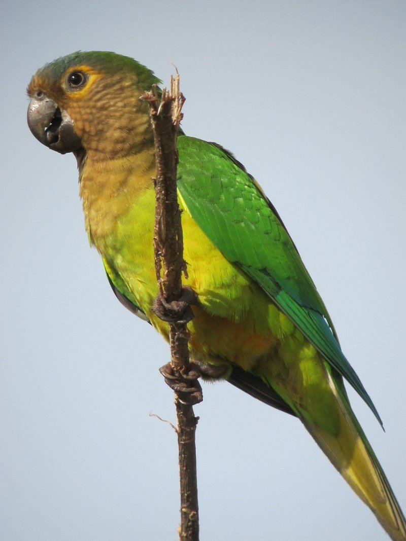 Буроголовая аратинга