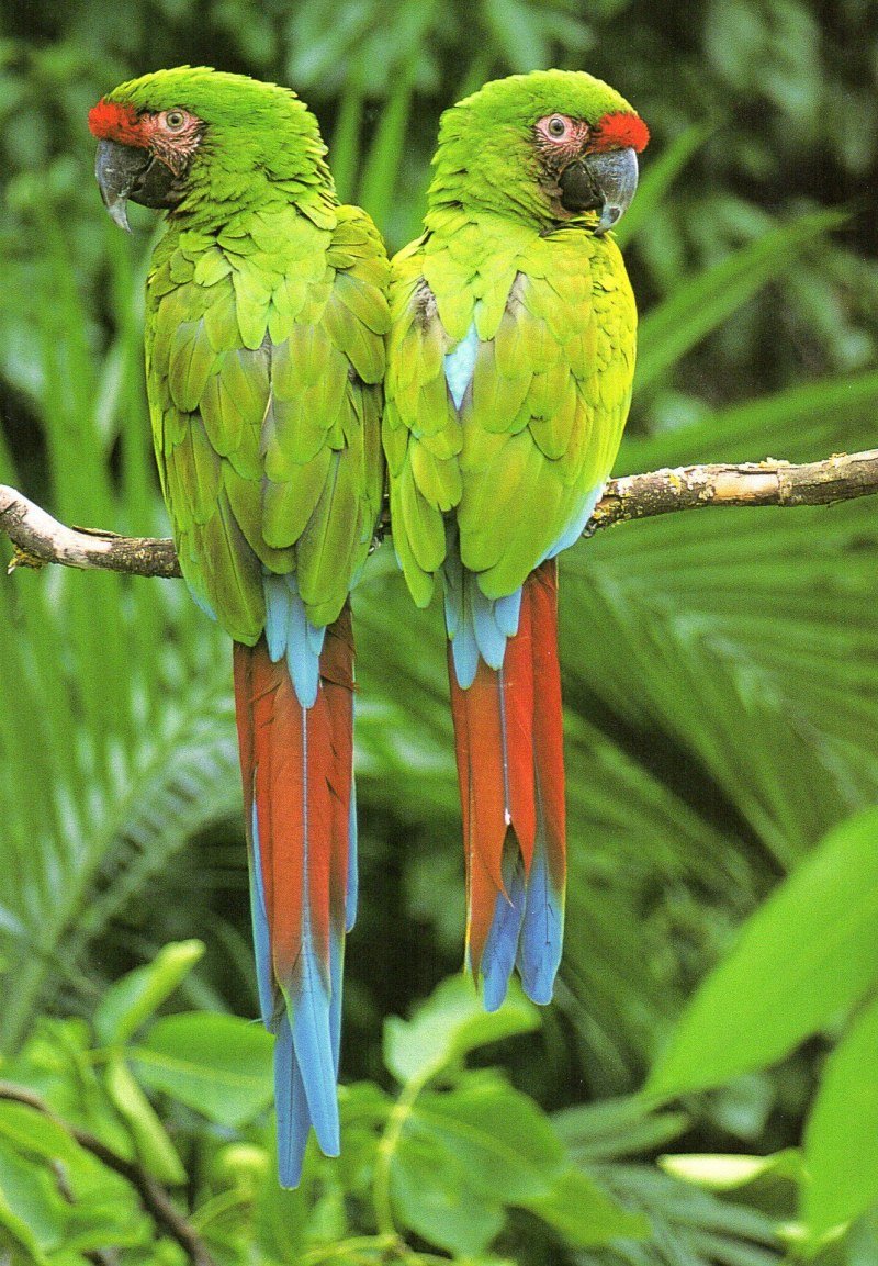 Попугай Амазонка Бразилия