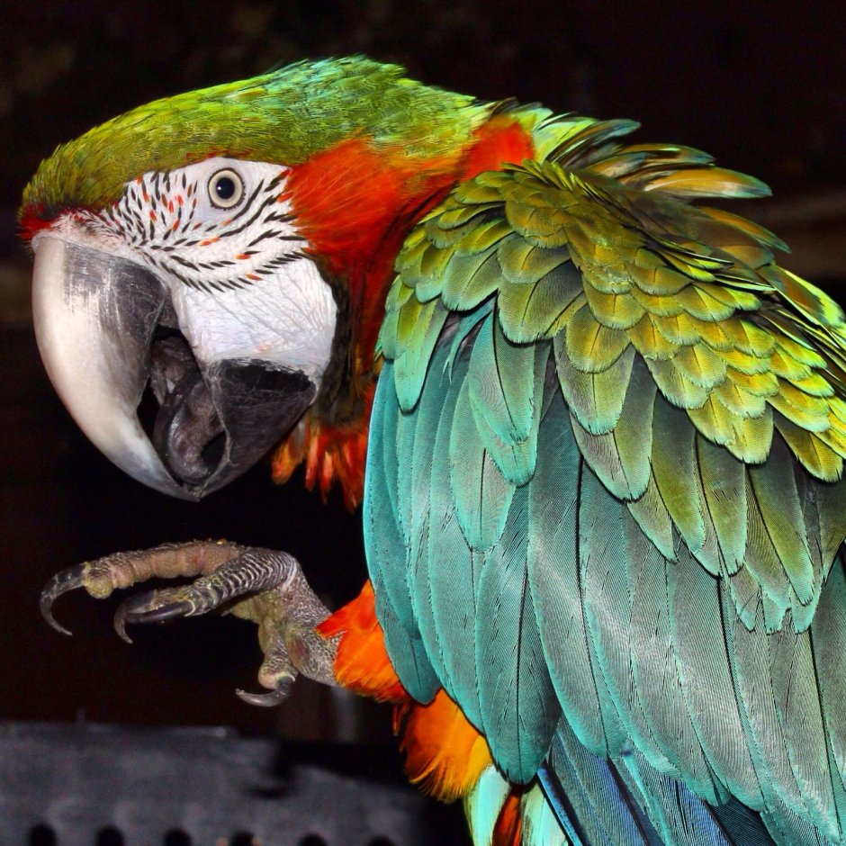 Попугай Арлекин