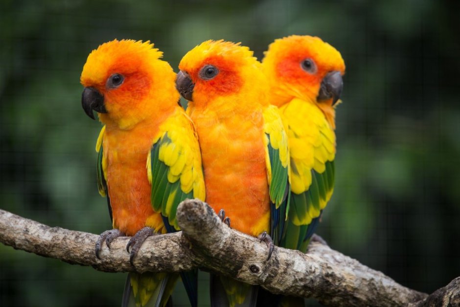 Бразильский попугай аратинга