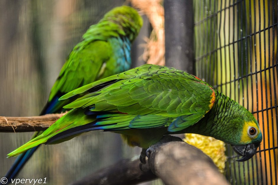 Бразилия попугаи джунгли