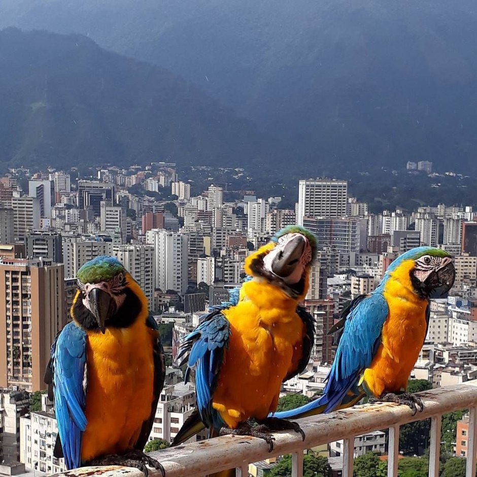 Попугаи Венесуэлы Каракас