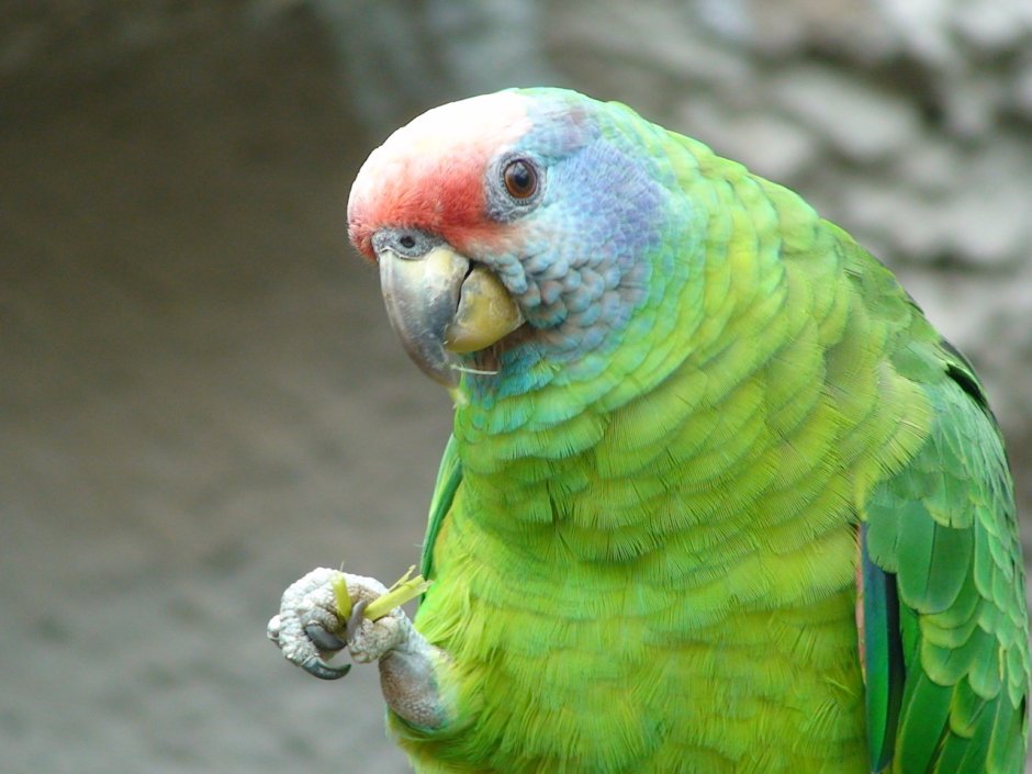 Зеленый амазонский попугай
