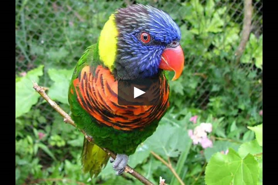 Попугаи Бразилии