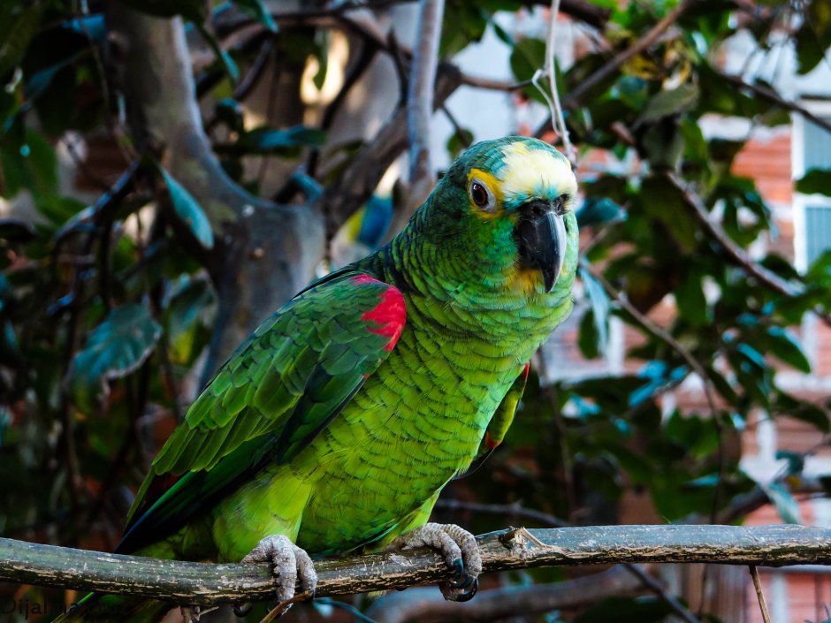 МАРИТАКА это попугай