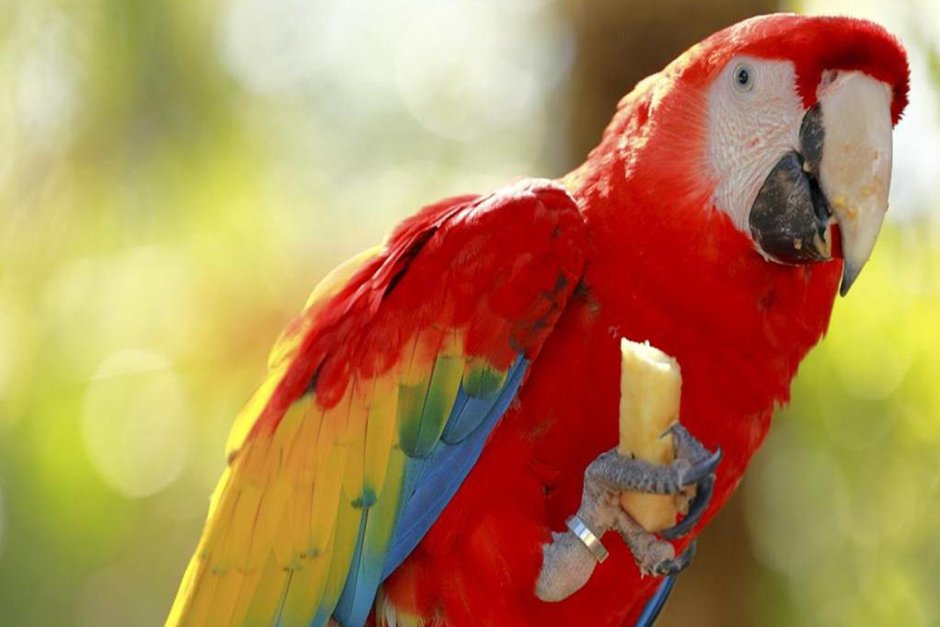 Бразильянский попугаи