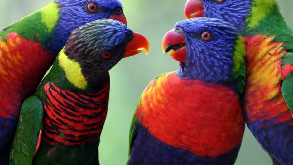 Разноцветный попугай