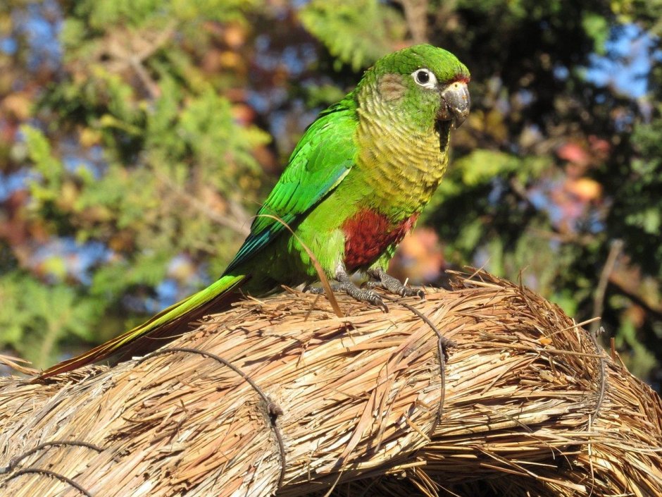 Зеленый длиннохвостый попугай
