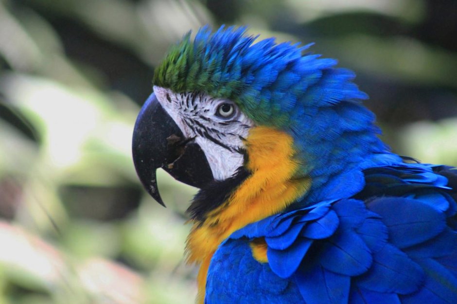 Попугай ара Бразилия