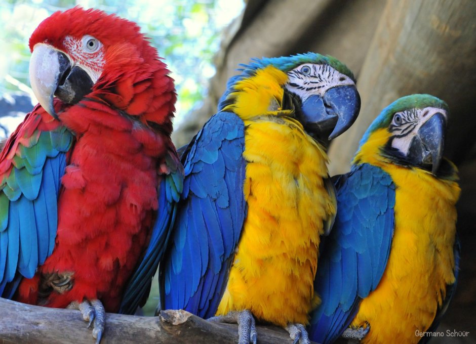 Бразильский синий арара