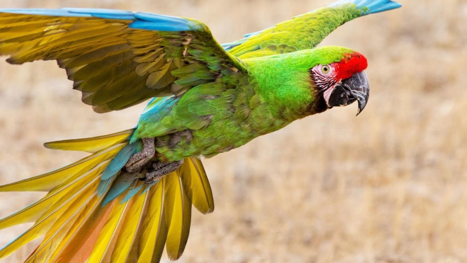 Попугай ара зеленый