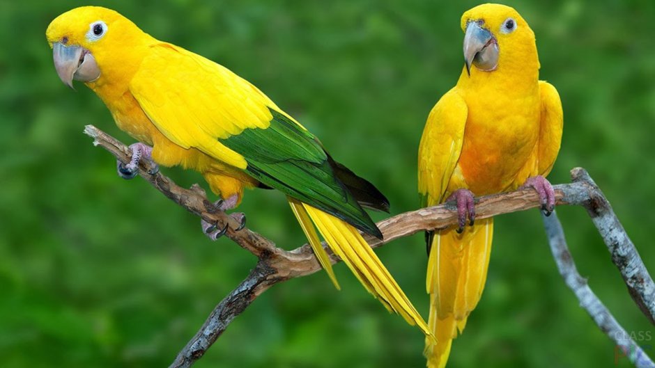 Попугай золотой аратинга