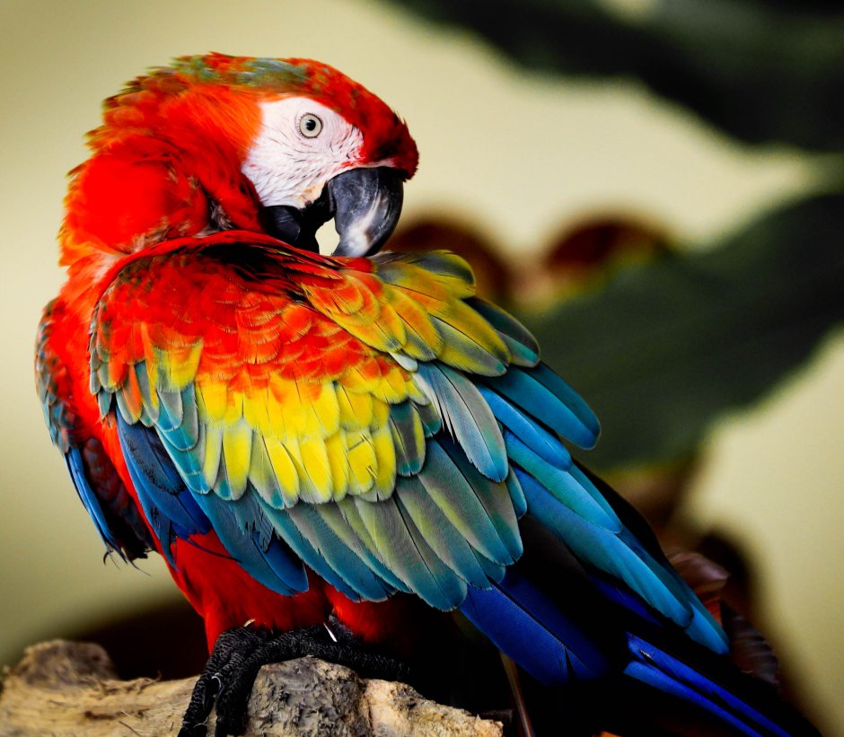 Попугаи черноголовый ара