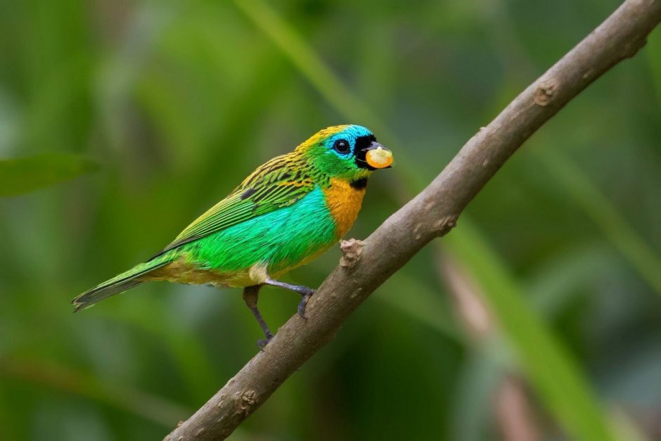 Бразильская танагра