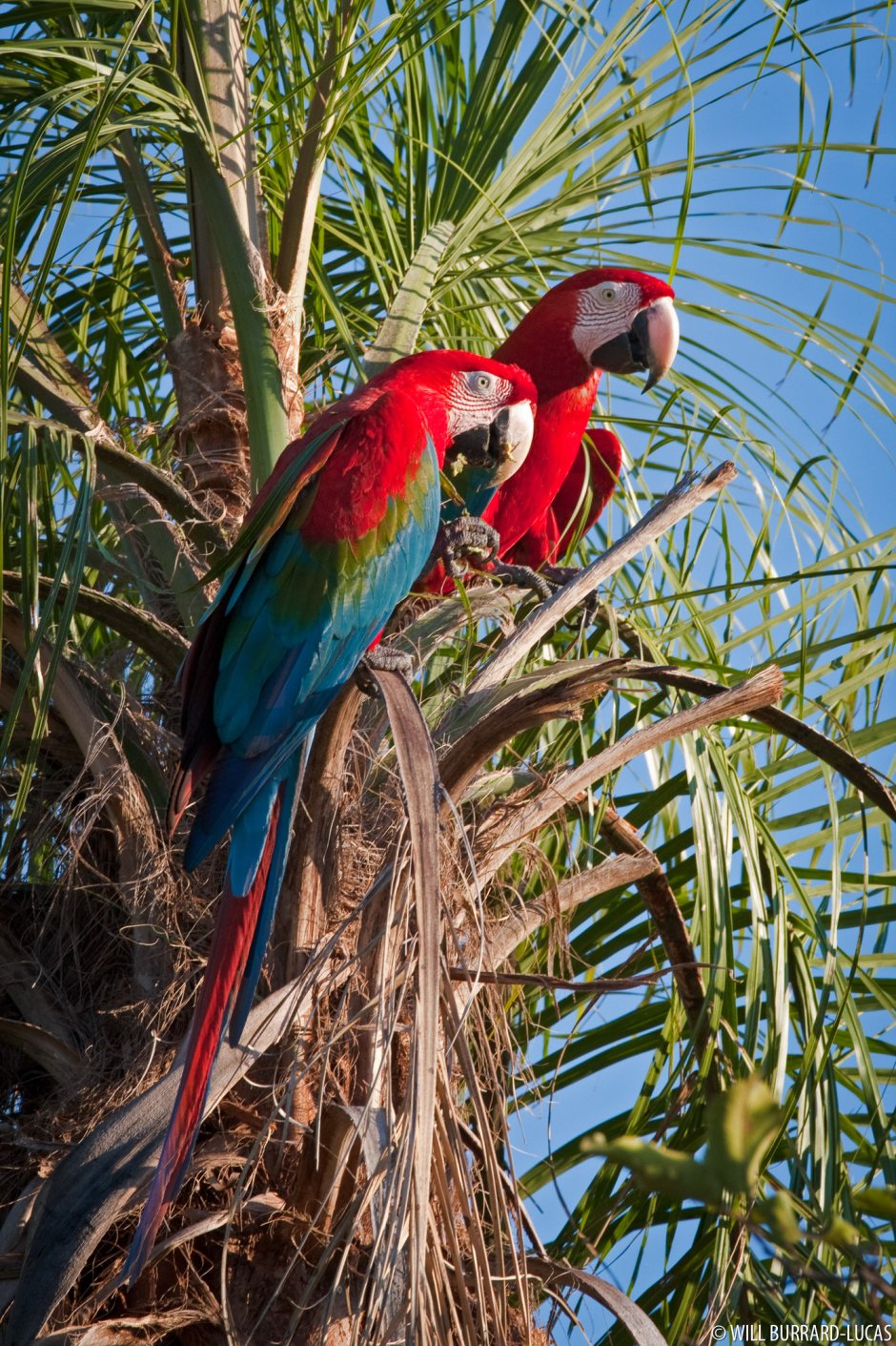 Пантанал Матогроссенсе попугаи