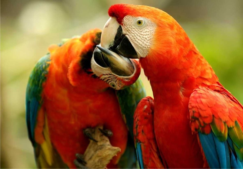 Уругвай природа и животные