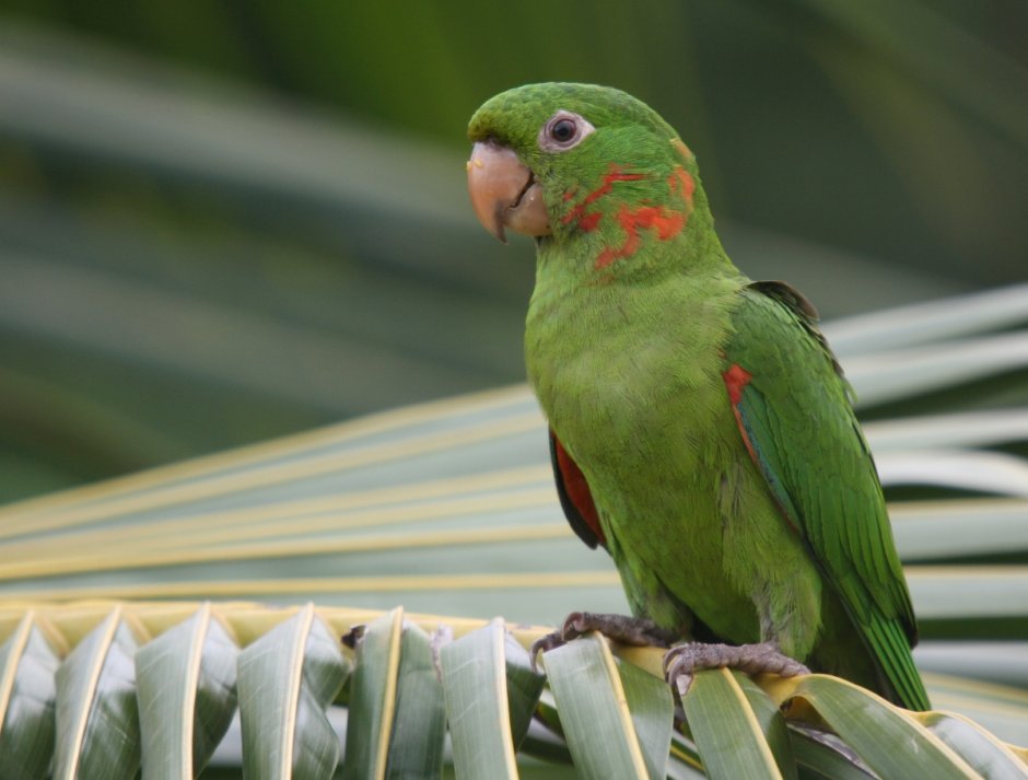 Белоглазая аратинга