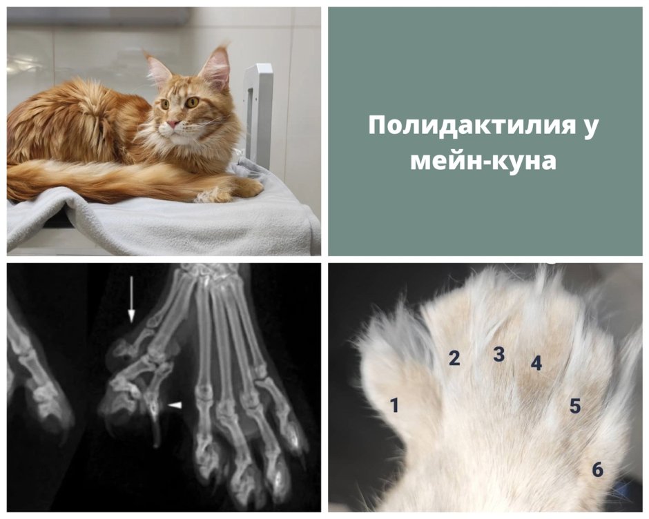 Полидакт Шестипалый кот