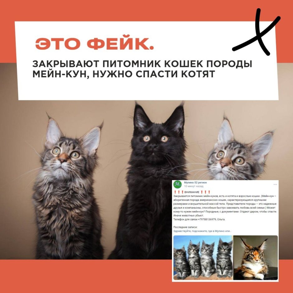 Майк кун полидакт порода
