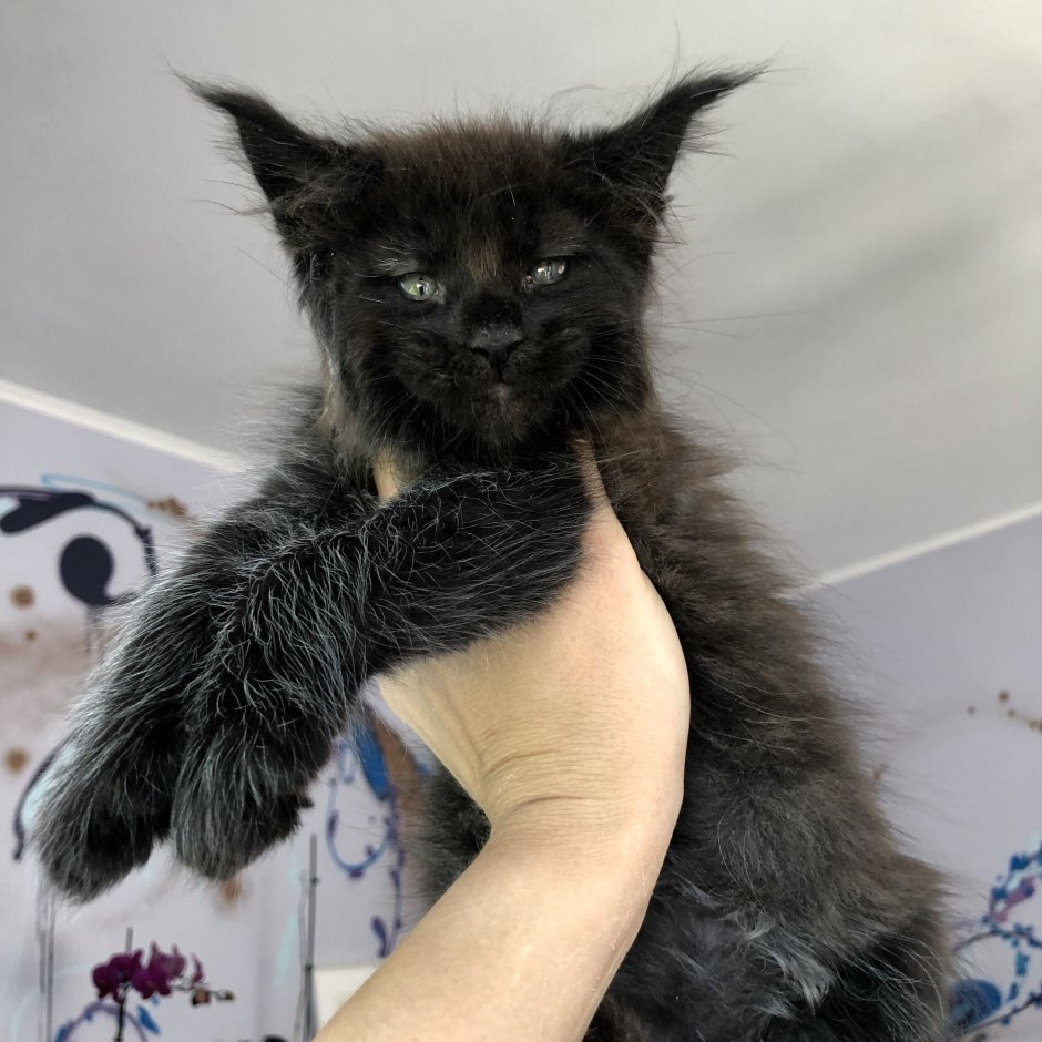 Вес котенка Мейн куна в 5 месяцев