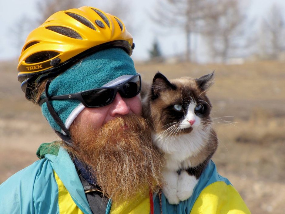 Бородатый кот