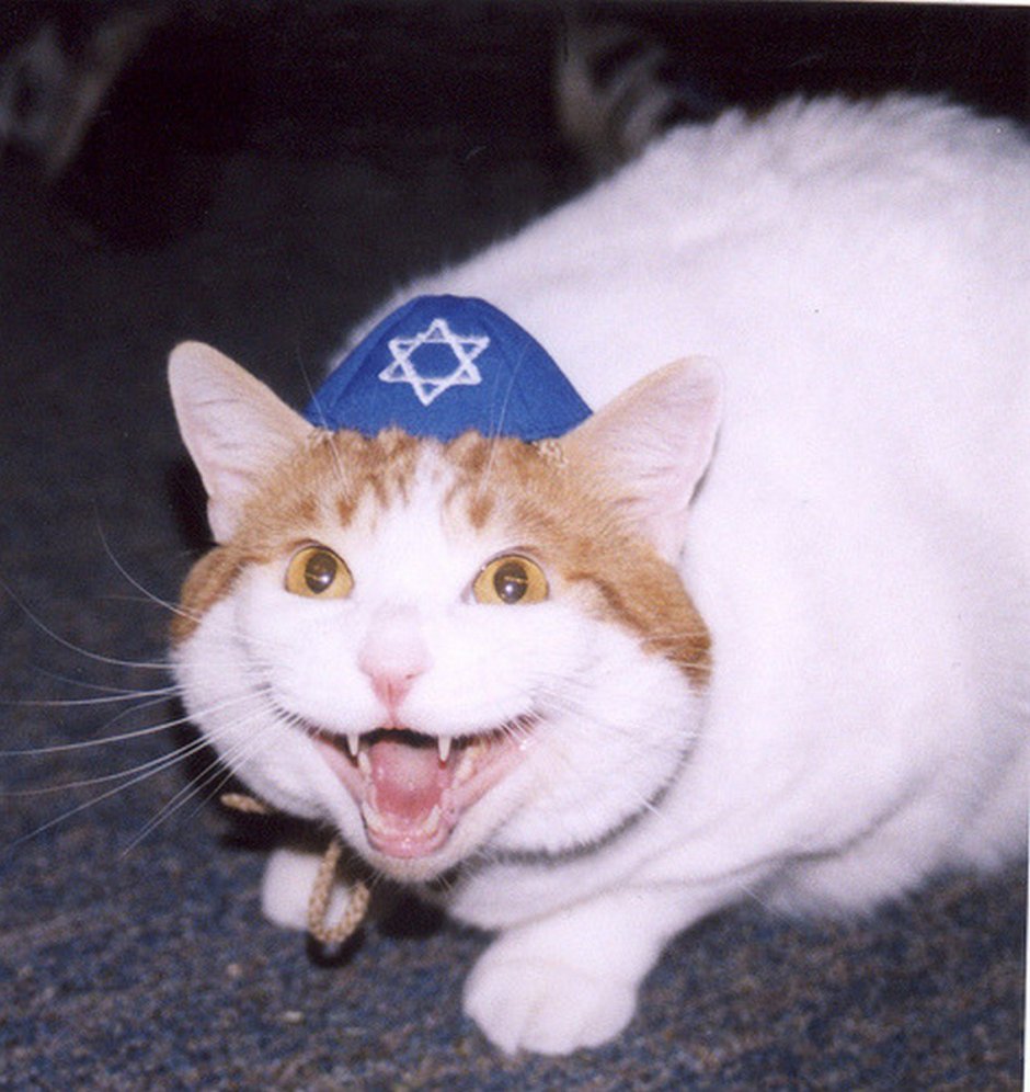 Элегантные коты