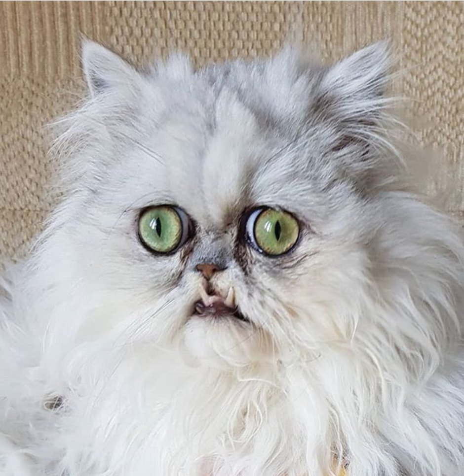 Персидская шиншилла кот Уилфред