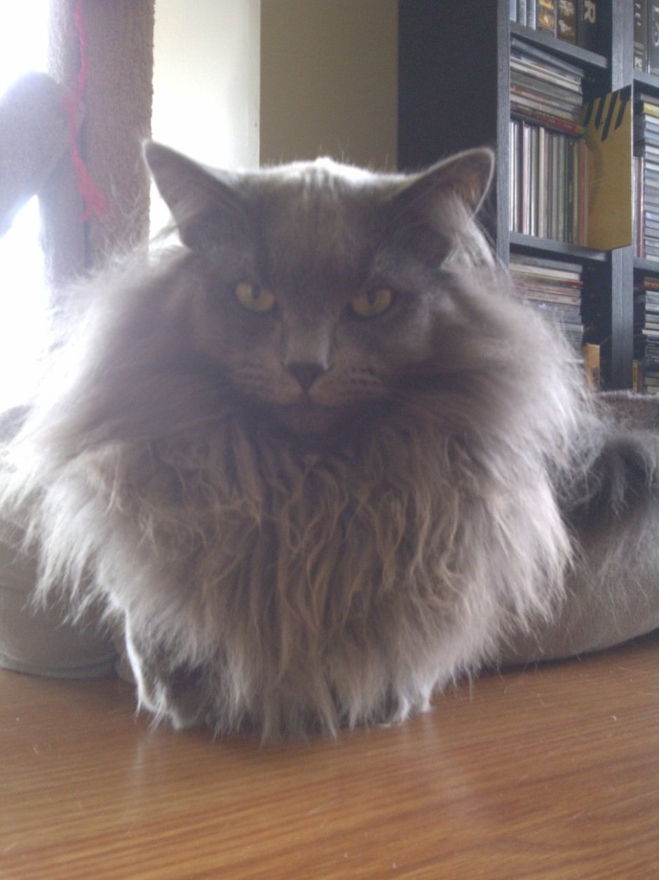 Кошка с бородой