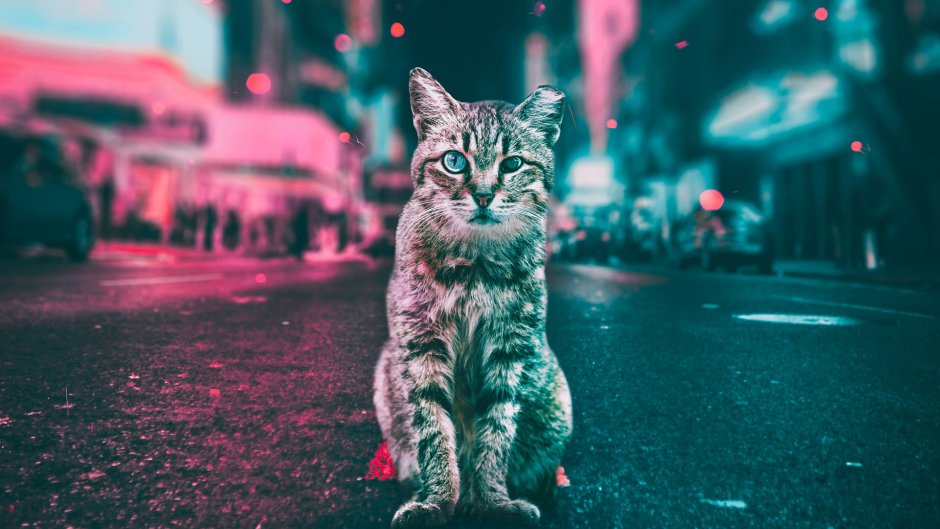 Коты в ночном городе