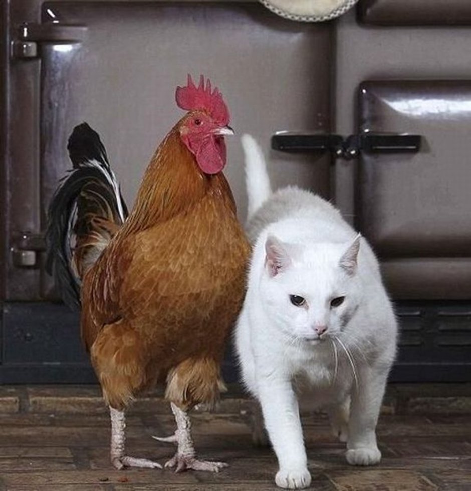 Собака кот и петух