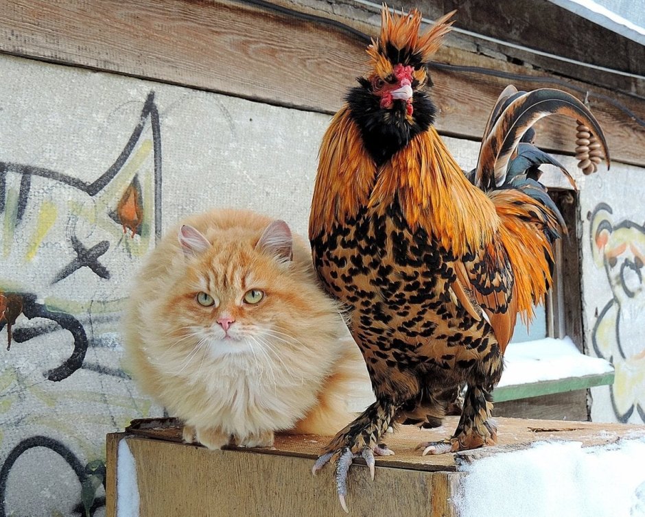 Курица и кошка