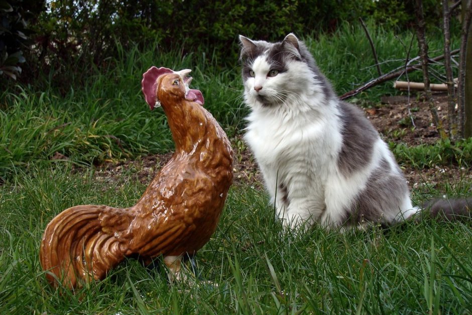 Петух и котенок