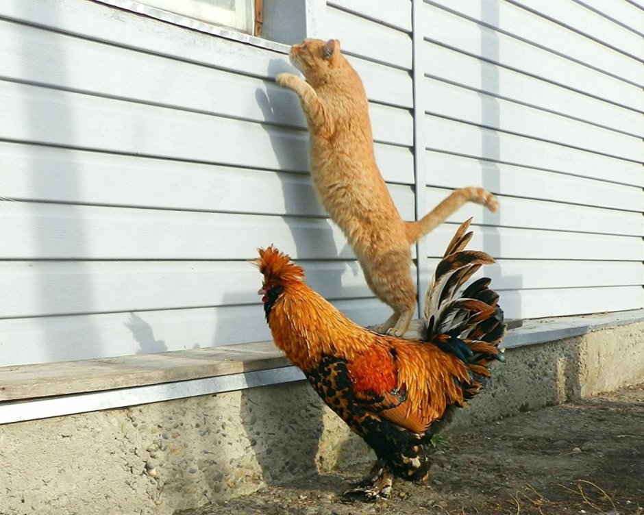 Курица прикол