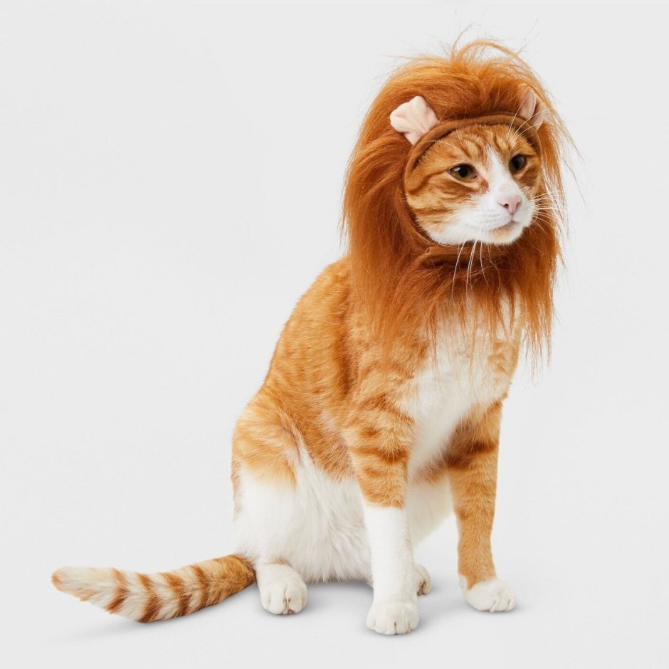 Кот с львиной гривой