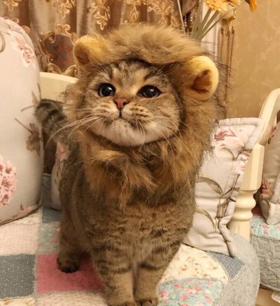Котенок в костюме Льва