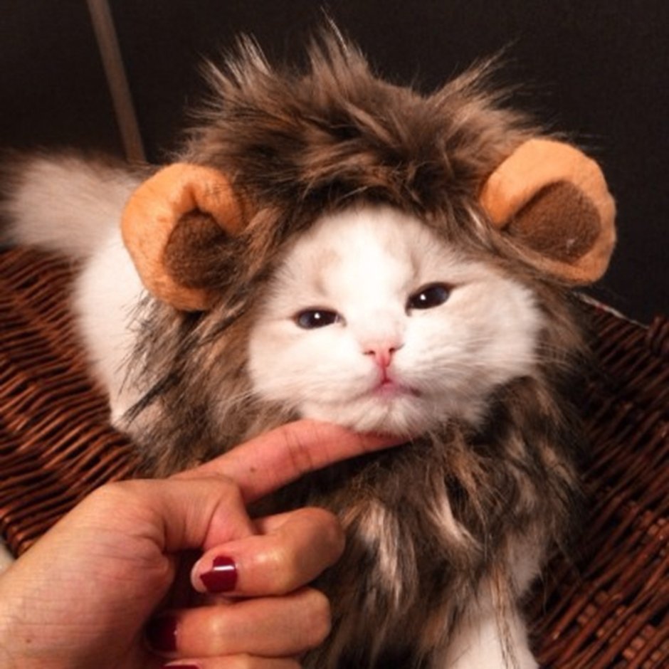 Кошка с гривой