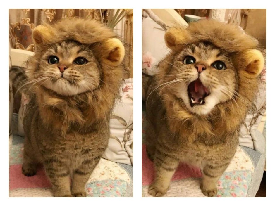 Котик в костюме Льва