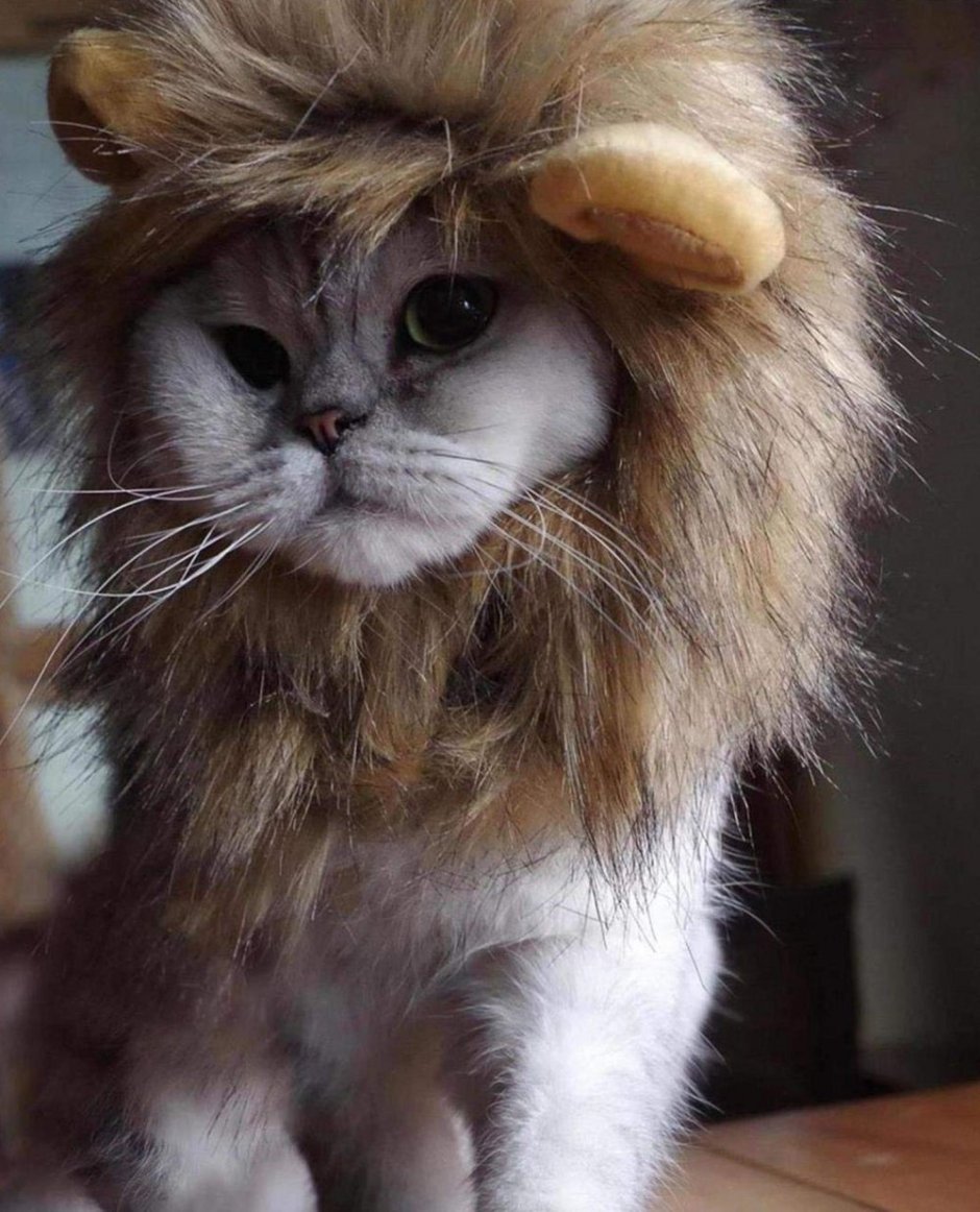 Кот Лев