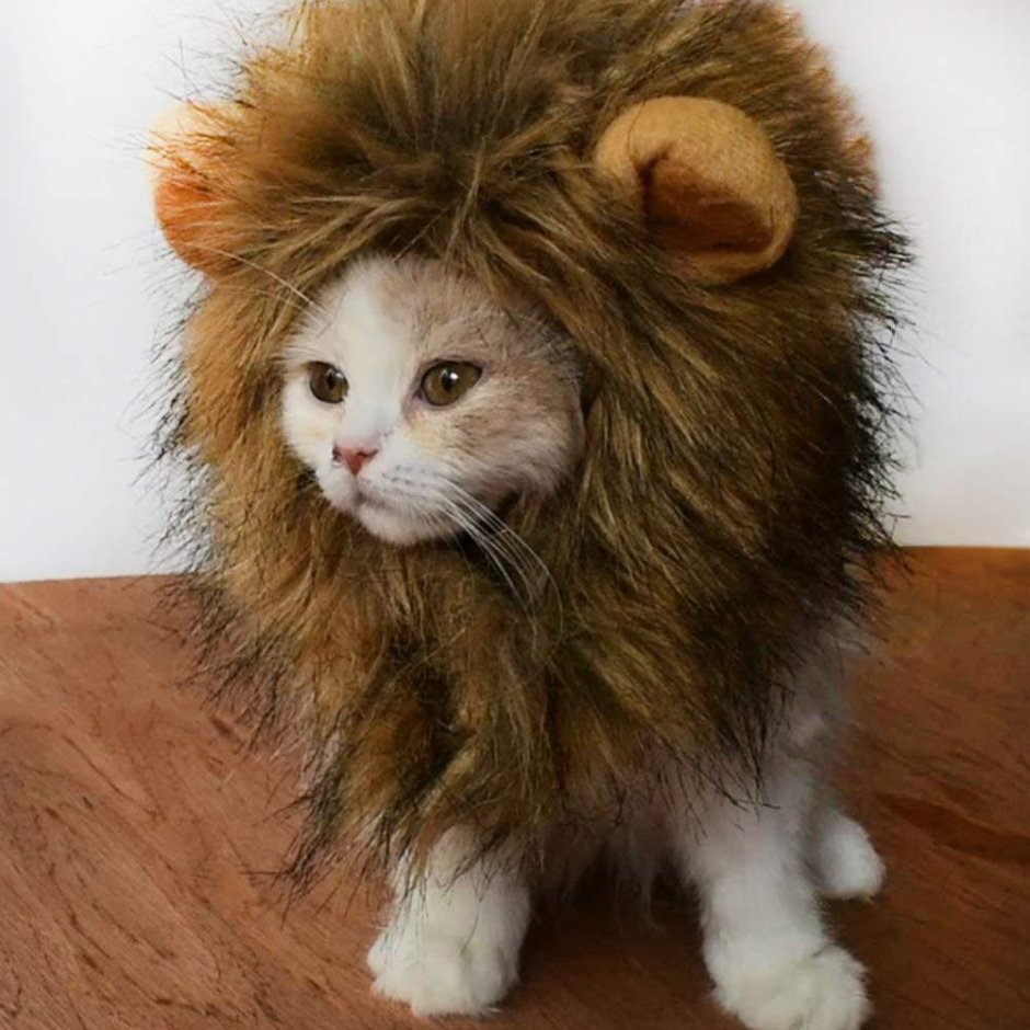 Кошачья грива