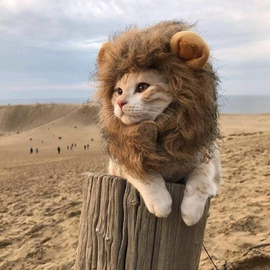 Львиная грива для кота