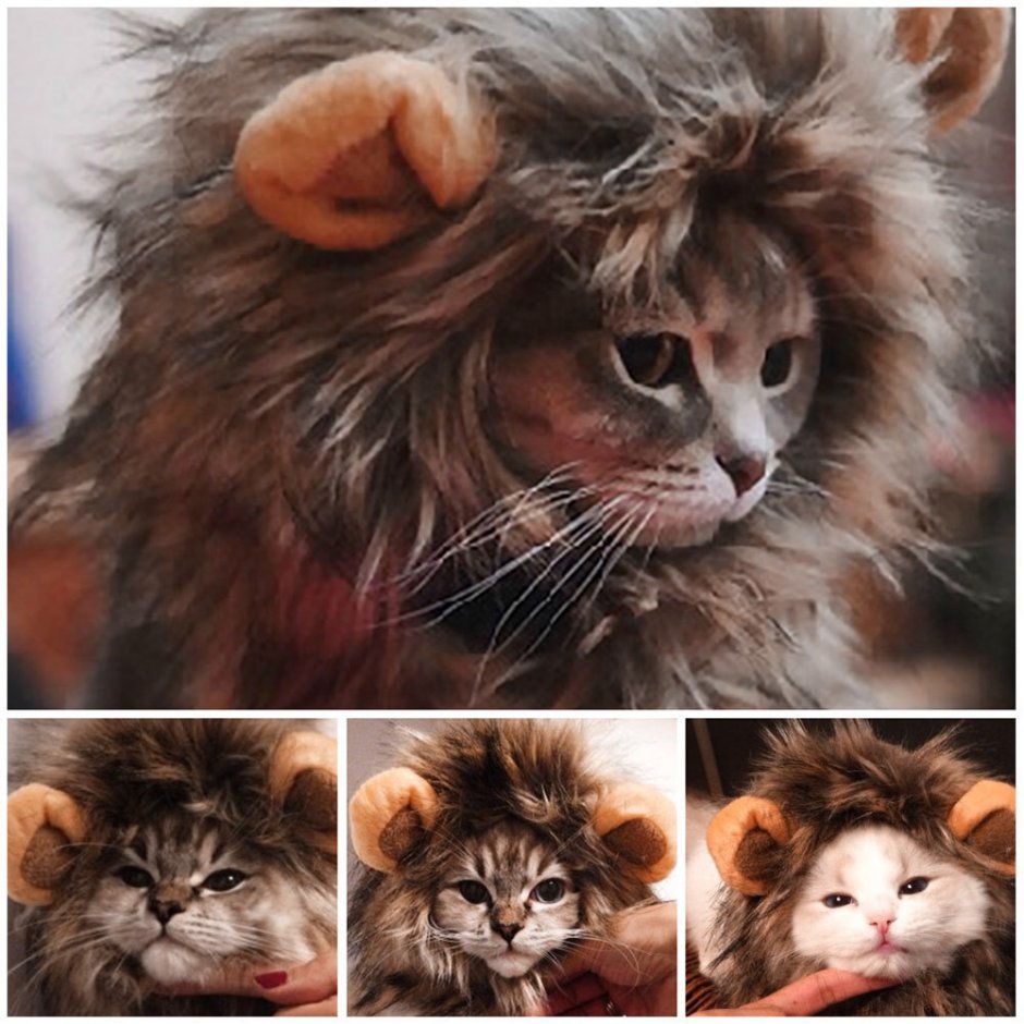 Кот Лев
