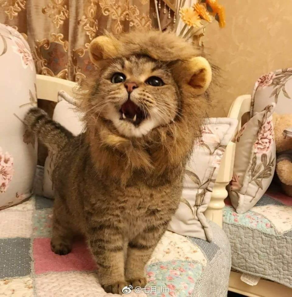 Lion Сенегальский Лев