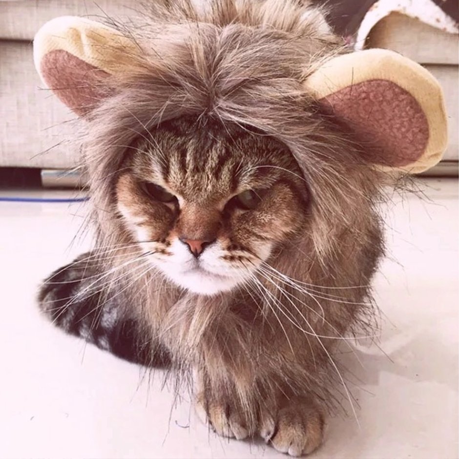 Кот с гривой
