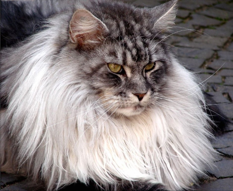 Лев и кошечка
