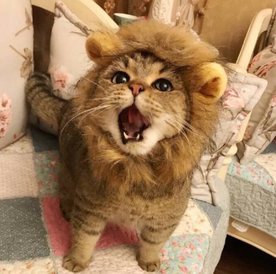 Кошка с гривой