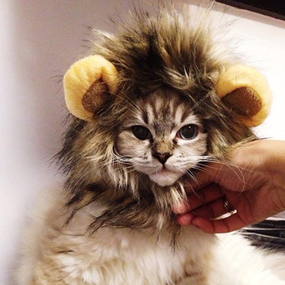 Котенок с гривой Льва