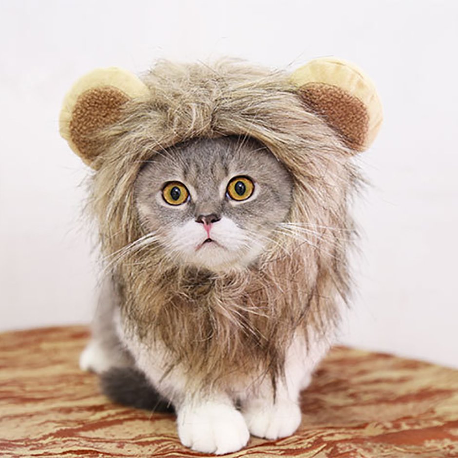 Кот в костюме Льва