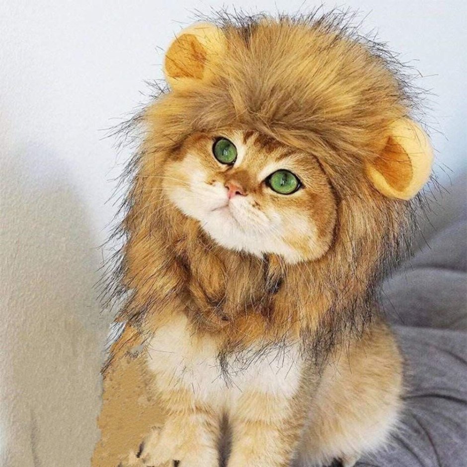 Котенок с гривой Льва