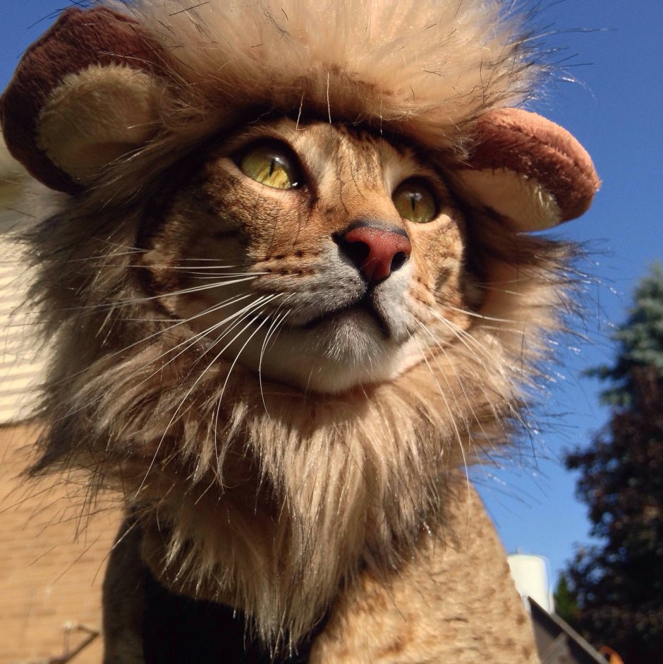 Кот Лев порода