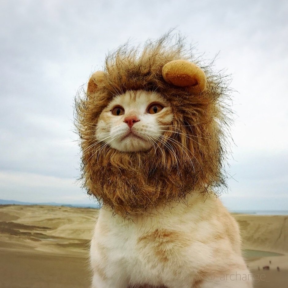 Кот Лев